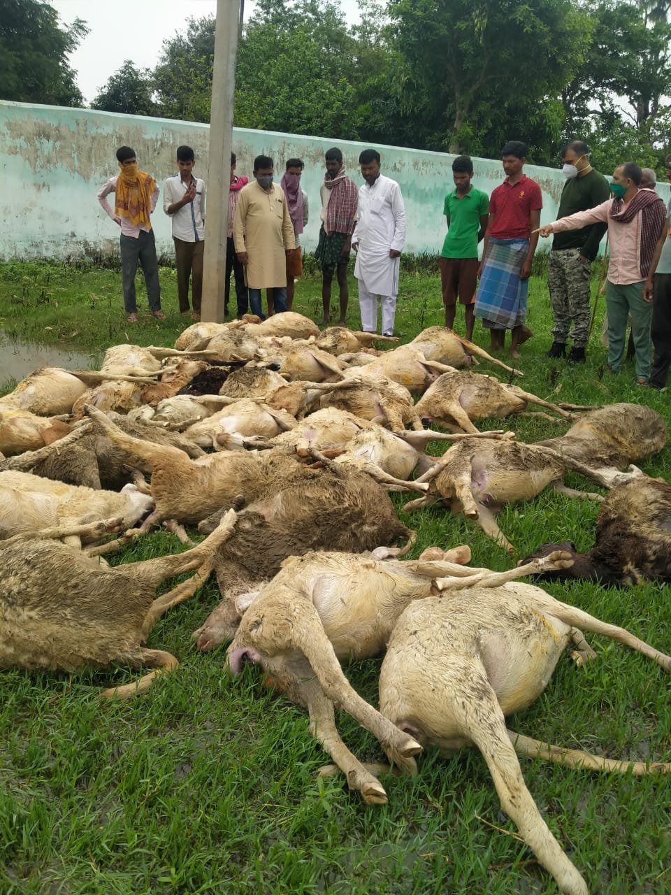 कुत्तों के झुंड ने 38 भेड़ों को सुलाया मौत के घाट, सांसद-विधायक ने मुआवजे की मांग की