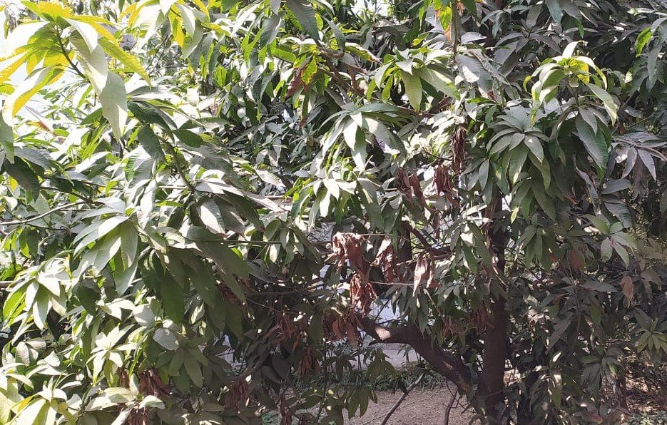 हरे-भरे दरख़्त पर ये मुर्झाए पत्ते कैसे